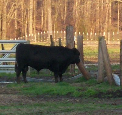 Brinkley Farms Beef