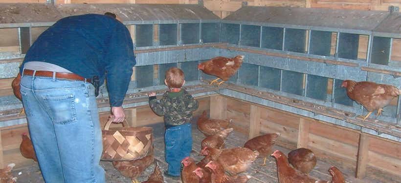 Michael and son Hunter gather eggs.
