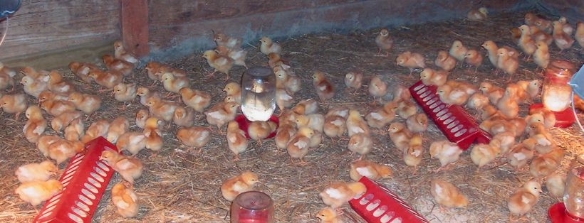 Brinkley Farms chicks