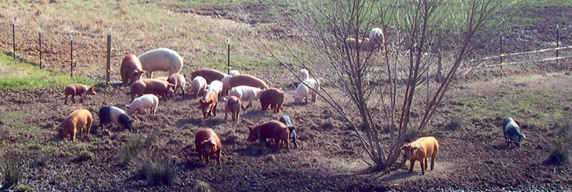 Brinkley Farms Pork